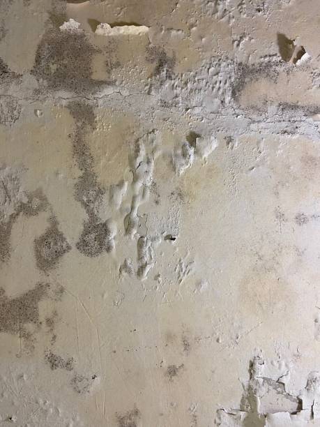 Best Black Mold Removal  in Cera, AL