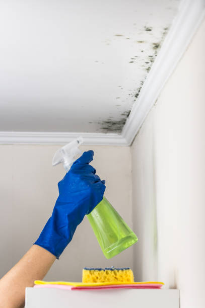 Best Mold Damage Repair  in Cera, AL